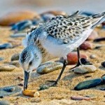 Bird_Butt